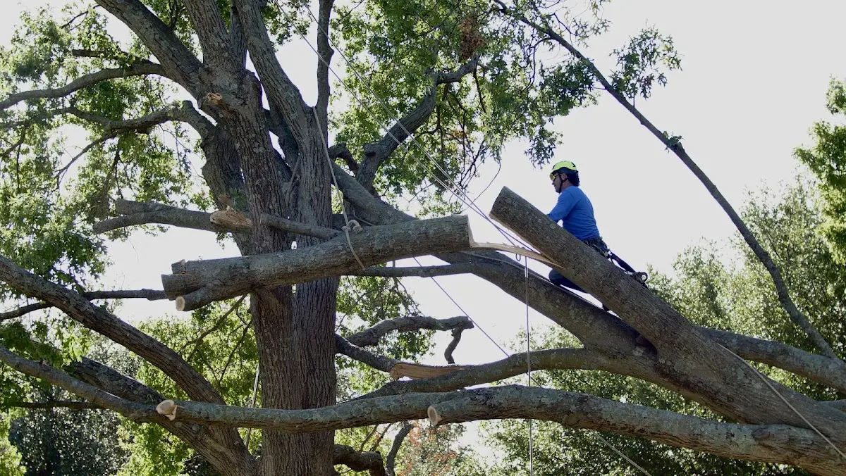 Professional Hazardous Tree Removal performed by certified arborists in Pond Creek