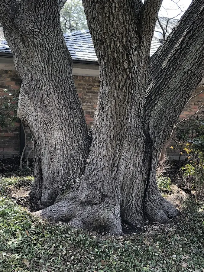 Mature heritage tree close to a Pond Creek property cared for by certified arborists